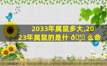 2033年属鼠多大,2023年属鼠的是什 🦁 么命